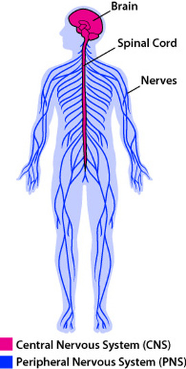 Parts Of The Nervous System - Nervous System